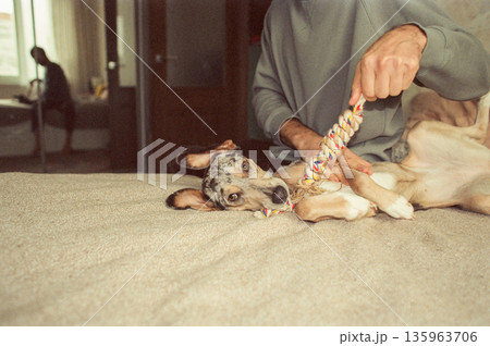 man plays with his dog while sitting on bed. The spotted whippet dog lies and nibbles on toy. man plays with his dog while sitting on bed. The spotted whippet dog lies and nibbles on toy. 135963706