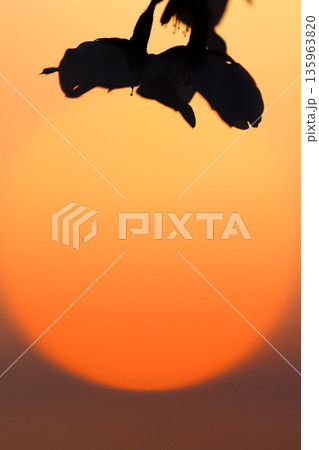 沈む夕陽と桜の花のシルエット_縦 沈む夕陽と桜の花のシルエット_縦 135963820