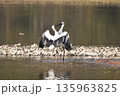 コウノトリ 135963825