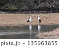 コウノトリ 135963855