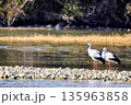 コウノトリ 135963858