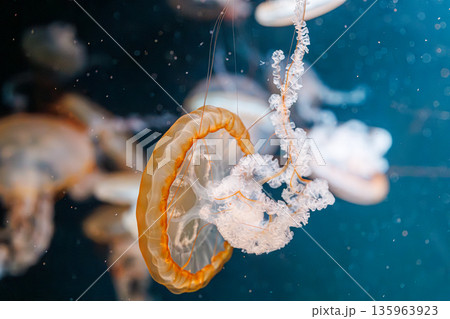 underwater photography jellyfish Chrysaora fuscescens, Pacific sea nettle, West Coast sea nettle 135963923
