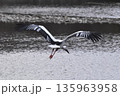 コウノトリ 135963958