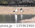 コウノトリ 135963960