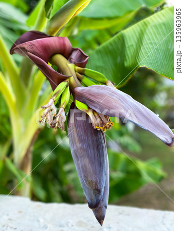 A banana plant with a bunch of bananas on it 135963965