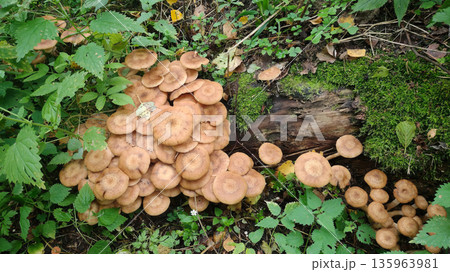 A large pile of mushrooms on the ground A large pile of mushrooms on the ground 135963981