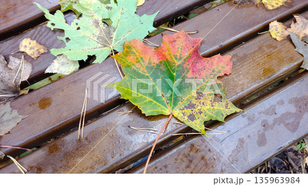 A leaf is laying on a bench A leaf is laying on a bench 135963984