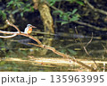 カワセミ 135963995