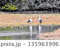 コウノトリ 135963996