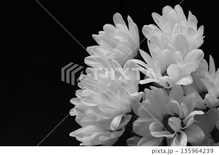 黒背景の白菊 黒背景の白菊 135964239