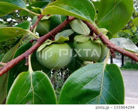 未熟な柿 135964294