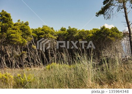 Dense green forest covering a mountain hillside, photographed from the road in August 2025, with layered trees, summer foliage, and a clear blue sky. 135964348