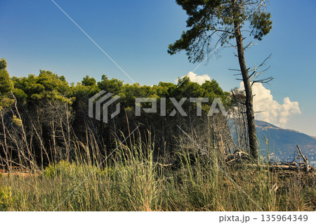 Dense green forest covering a mountain hillside, photographed from the road in August 2025, with layered trees, summer foliage, and a clear blue sky. Dense green forest covering a mountain hillside, photographed from the road in August 2025, with layered trees, summer foliage, and a clear blue sky. 135964349