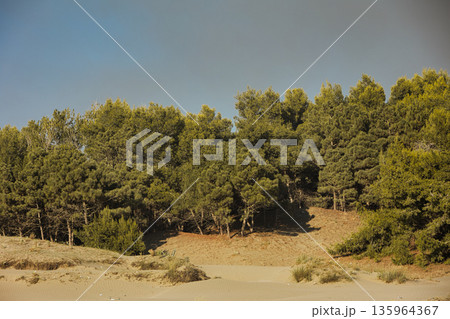 Dense green forest covering a mountain hillside, photographed from the road in August 2025, with layered trees, summer foliage, and a clear blue sky. Dense green forest covering a mountain hillside, photographed from the road in August 2025, with layered trees, summer foliage, and a clear blue sky. 135964367