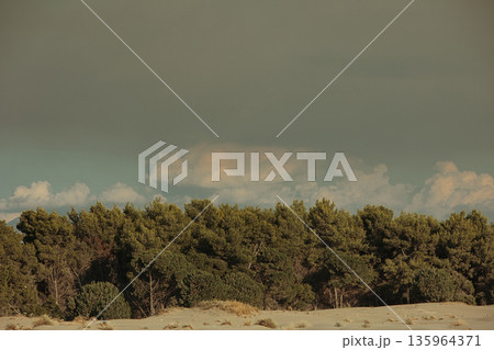 Dense green forest covering a mountain hillside, photographed from the road in August 2025, with layered trees, summer foliage, and a clear blue sky. 135964371