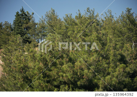 Dense green forest covering a mountain hillside, photographed from the road in August 2025, with layered trees, summer foliage, and a clear blue sky. 135964392