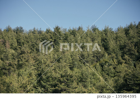 Dense green forest covering a mountain hillside, photographed from the road in August 2025, with layered trees, summer foliage, and a clear blue sky. 135964395