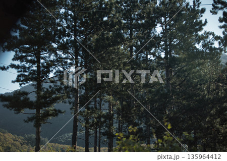Dense green forest covering a mountain hillside, photographed from the road in August 2025, with layered trees, summer foliage, and a clear blue sky. Dense green forest covering a mountain hillside, photographed from the road in August 2025, with layered trees, summer foliage, and a clear blue sky. 135964412