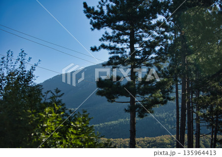 Dense green forest covering a mountain hillside, photographed from the road in August 2025, with layered trees, summer foliage, and a clear blue sky. Dense green forest covering a mountain hillside, photographed from the road in August 2025, with layered trees, summer foliage, and a clear blue sky. 135964413
