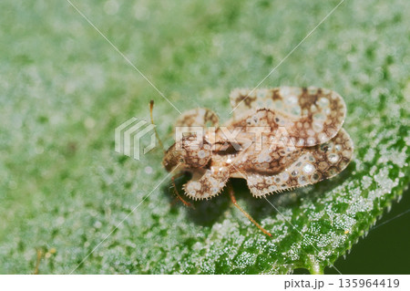 アワダチソウグンバイ 135964419