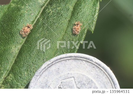 アワダチソウグンバイと一円硬貨 135964531