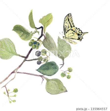 アゲハチョウ 135964557