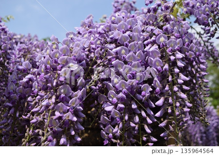 フジの花 135964564