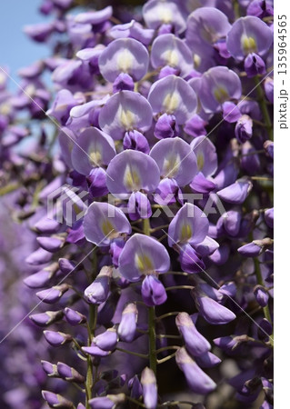 フジの花 135964565