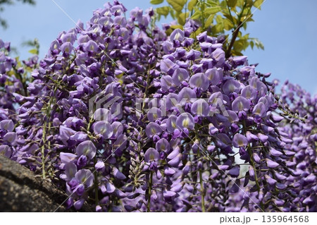 フジの花 フジの花 135964568