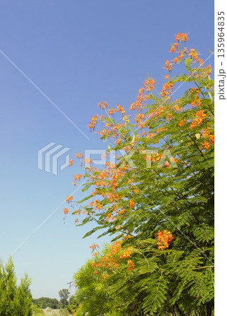 オウコチョウの黄色い花　ルンビニ　2 135964835