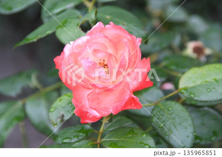 薔薇 薔薇 135965851