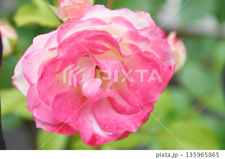薔薇 薔薇 135965865