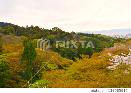 清水寺から見た春の京都　7 135965915