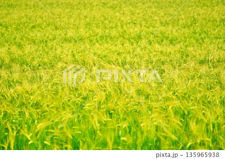 夏の北海道の麦畑 夏の北海道の麦畑 135965938
