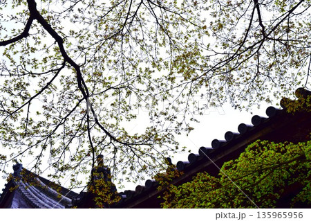 山門の前に咲く桜の花 135965956