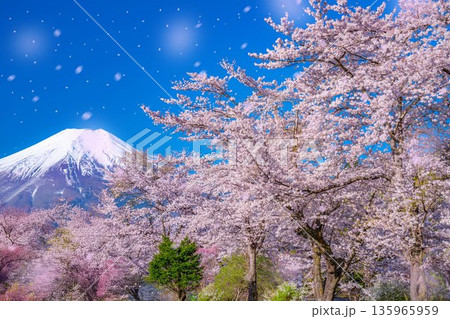 【桜吹雪】忍野村の桜と富士山と桜吹雪【山梨県】 【桜吹雪】忍野村の桜と富士山と桜吹雪【山梨県】 135965959