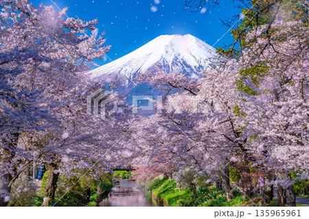 【桜吹雪】忍野村の桜と富士山と桜吹雪【山梨県】 【桜吹雪】忍野村の桜と富士山と桜吹雪【山梨県】 135965961