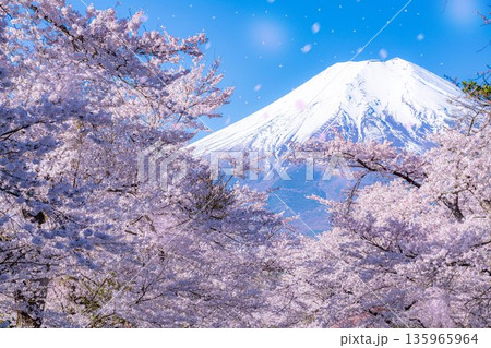 【桜吹雪】忍野村の桜と富士山と桜吹雪【山梨県】 135965964
