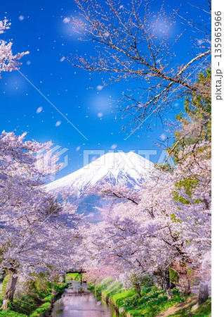 【桜吹雪】忍野村の桜と富士山と桜吹雪【山梨県】 【桜吹雪】忍野村の桜と富士山と桜吹雪【山梨県】 135965966