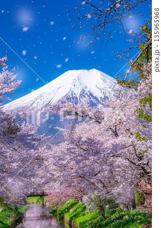 【桜吹雪】忍野村の桜と富士山と桜吹雪【山梨県】 【桜吹雪】忍野村の桜と富士山と桜吹雪【山梨県】 135965968