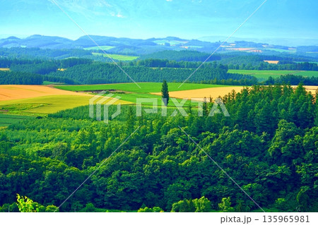 北海道上富良野町の丘の絶景 135965981