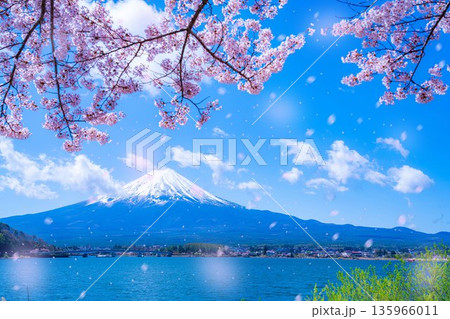 【桜吹雪素材】桜が満開の河口湖北岸から見た富士山と桜吹雪【山梨県】 135966011