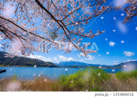 【桜吹雪素材】桜が満開の河口湖北岸から見た富士山と桜吹雪【山梨県】 135966018
