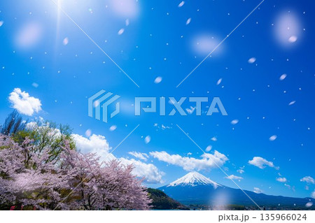 【桜吹雪素材】桜が満開の河口湖北岸から見た富士山と桜吹雪【山梨県】 【桜吹雪素材】桜が満開の河口湖北岸から見た富士山と桜吹雪【山梨県】 135966024