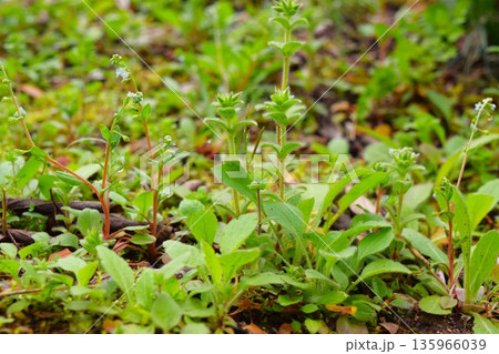 路傍の草花　京都 135966039