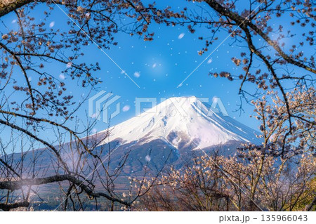 【桜吹雪素材】新倉山浅間公園から見る富士山と桜・桜吹雪【山梨県】 135966043