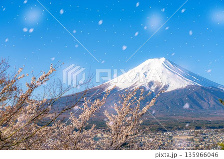 【桜吹雪素材】新倉山浅間公園から見る富士山と桜・桜吹雪【山梨県】 【桜吹雪素材】新倉山浅間公園から見る富士山と桜・桜吹雪【山梨県】 135966046