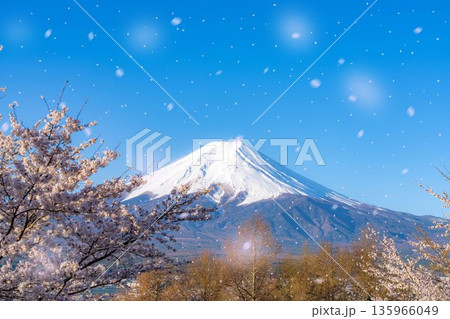 【桜吹雪素材】新倉山浅間公園から見る富士山と桜・桜吹雪【山梨県】 135966049