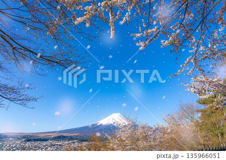 【桜吹雪素材】新倉山浅間公園から見る富士山と桜・桜吹雪【山梨県】 135966051