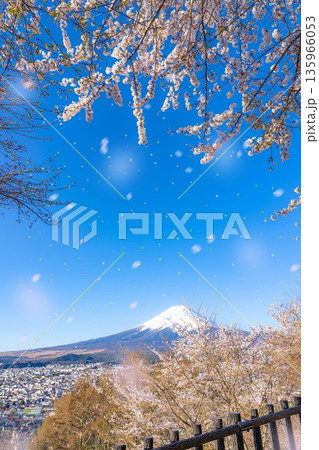 【桜吹雪素材】新倉山浅間公園から見る富士山と桜・桜吹雪【山梨県】 135966053